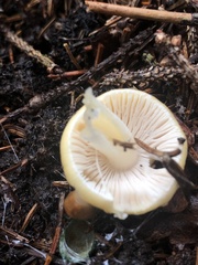 Amanita