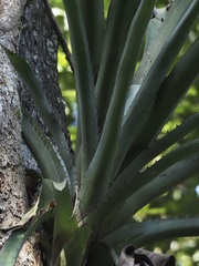 Aechmea bracteata