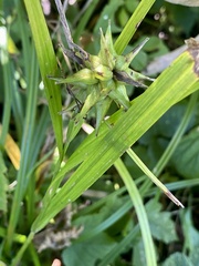 Carex grayi