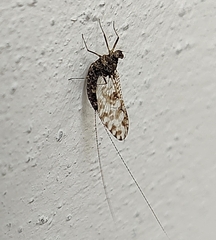 Callibaetis pictus