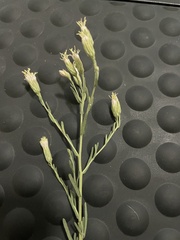Brickellia eupatorioides