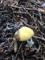 Amanita