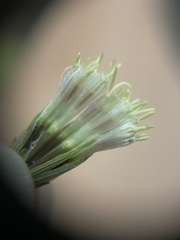 Brickellia eupatorioides