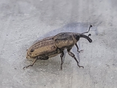 Sphenophorus venatus