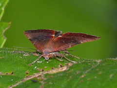 Galgula partita