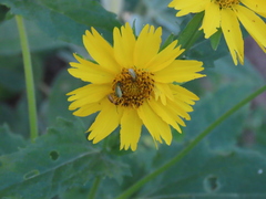 Diabrotica longicornis
