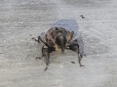 Sphenophorus venatus