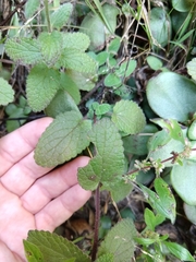Stachys rigida quercetorum