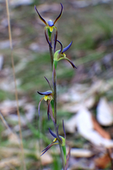 Lyperanthus suaveolens