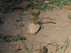 Erpetogomphus designatus