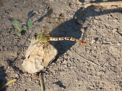 Erpetogomphus designatus