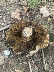 Caloboletus radicans
