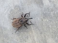 Sphenophorus venatus