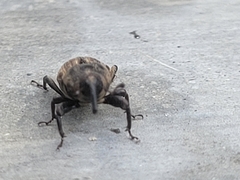 Sphenophorus venatus