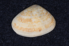Donacidae