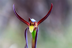 Lyperanthus suaveolens