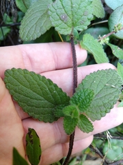Stachys rigida quercetorum
