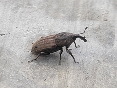 Sphenophorus venatus