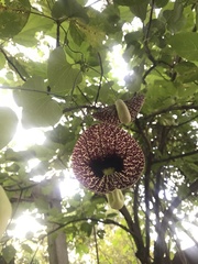 Aristolochia littoralis