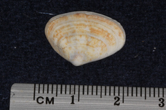 Donacidae