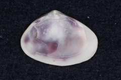 Donacidae