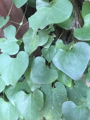Aristolochia littoralis