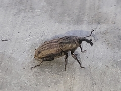 Sphenophorus venatus
