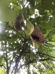 Aristolochia littoralis