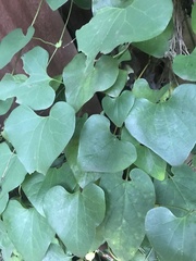 Aristolochia littoralis