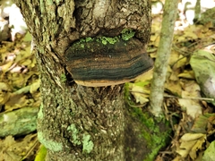 Phellinus tremulae