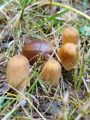 Coprinellus micaceus