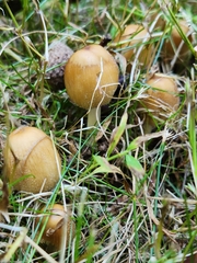Coprinellus micaceus
