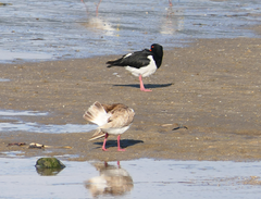 Haematopus longirostris