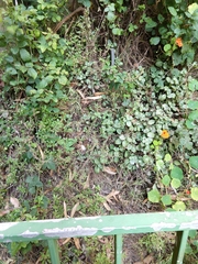 Stachys rigida quercetorum