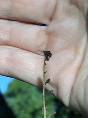 Hadrokolos texanus