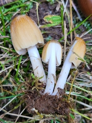 Coprinellus micaceus
