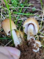 Coprinellus micaceus