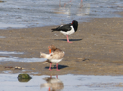 Haematopus longirostris
