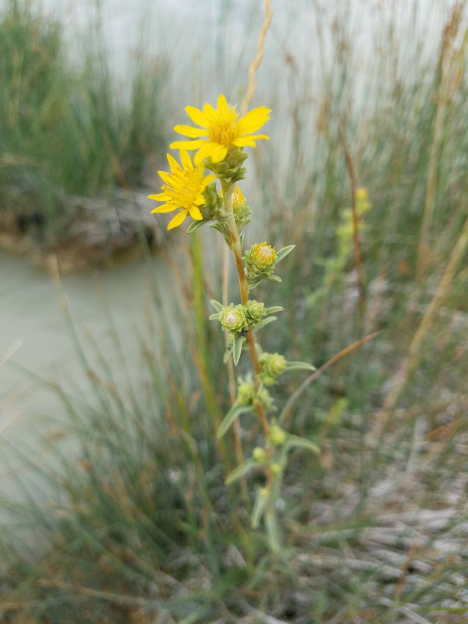 Pyrrocoma racemosa