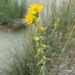 Clustered Goldenweed - Photo (c) Phoebe Cantelow Wilson, some rights reserved (CC BY-NC), uploaded by Phoebe Cantelow Wilson
