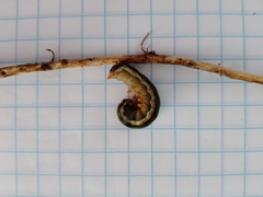 Spodoptera eridania
