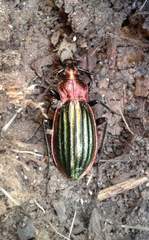 Carabus lineatus lateralis