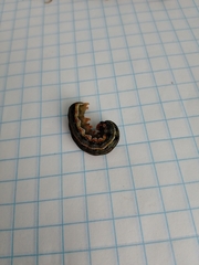 Spodoptera eridania