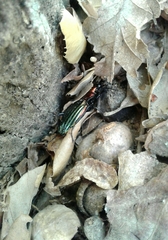 Carabus lineatus lateralis