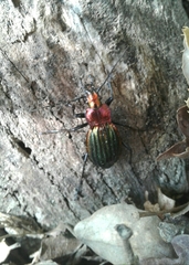Carabus lineatus lateralis