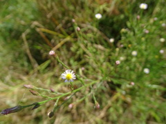 Symphyotrichum subulatum