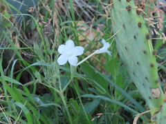 Ruellia metziae