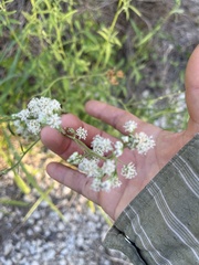 Bahieae
