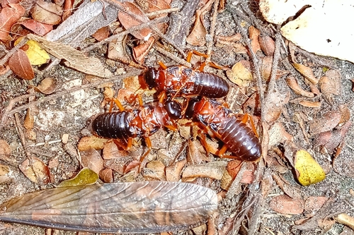 Syntermes praecellens