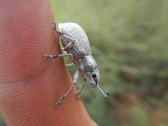 Ericydeus lautus